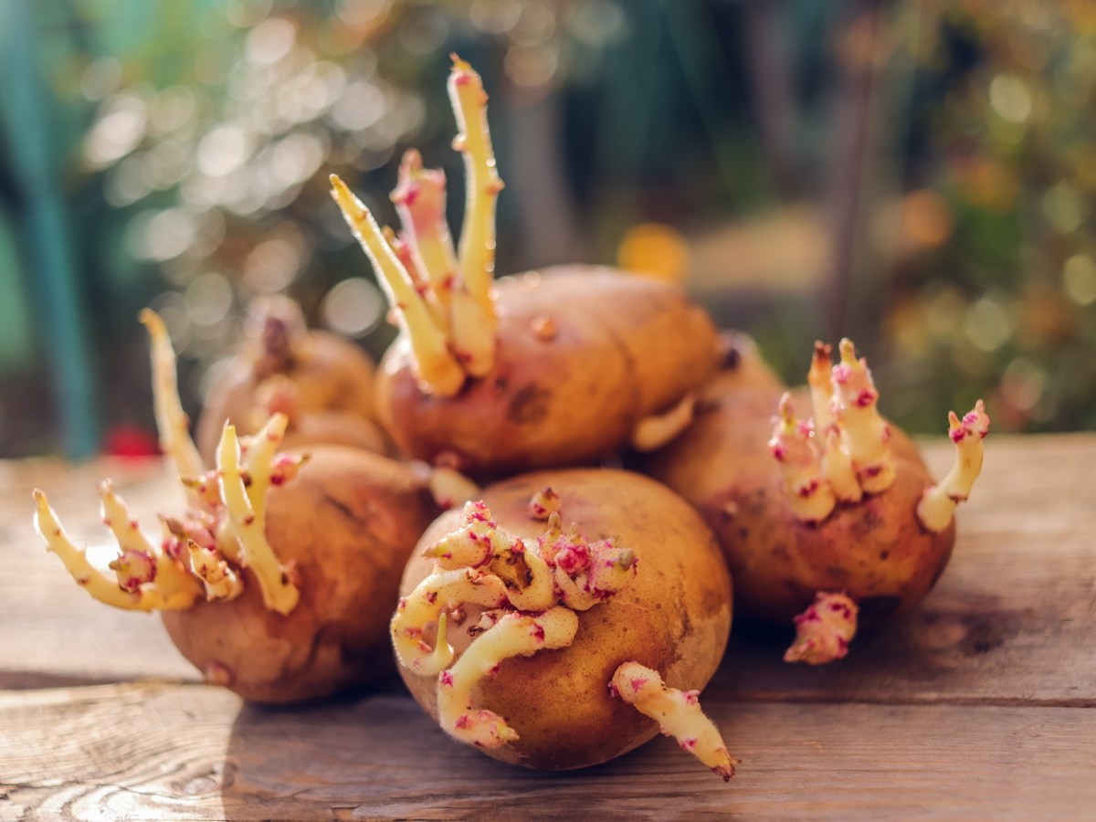 keimende Kartoffeln essen: ein paar keimende Kartoffeln