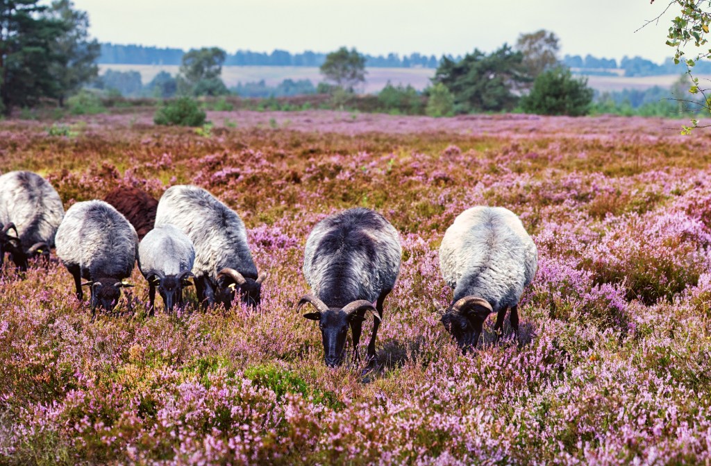 Norddeutsche Küche: Lüneburger Heide