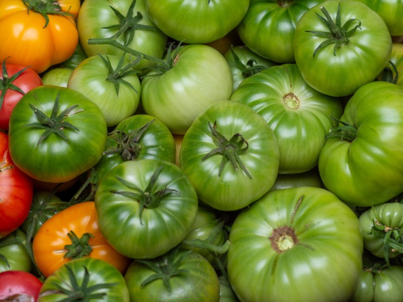 Tomaten nachreifen: ein Bild von mehreren grünen Tomaten und einigen gelben und roten.