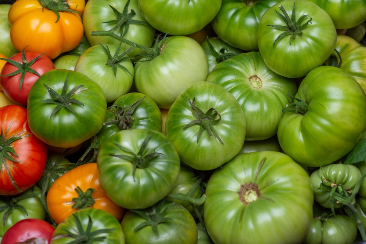 Tomaten nachreifen: ein Bild von mehreren grünen Tomaten und einigen gelben und roten.